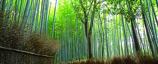 Arashiyama